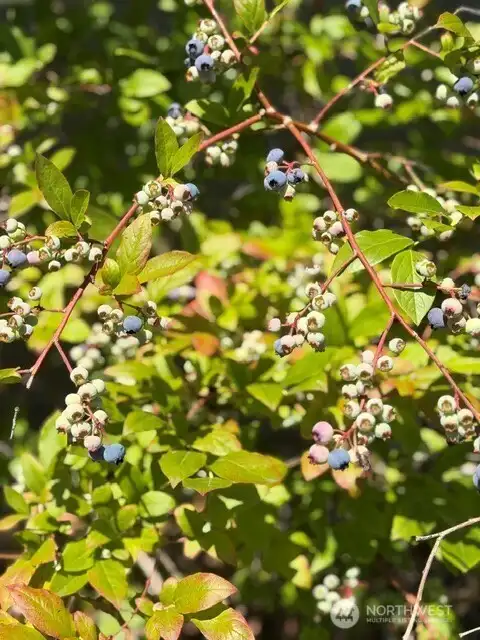 Blueberries! Blueberries!
