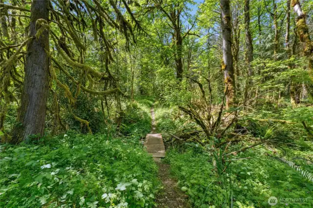 Beautiful trails through the woods.