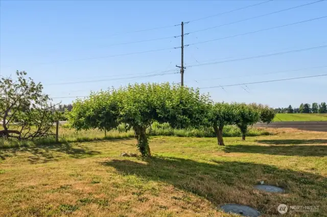 Mature pear, plum and apple trees on this property