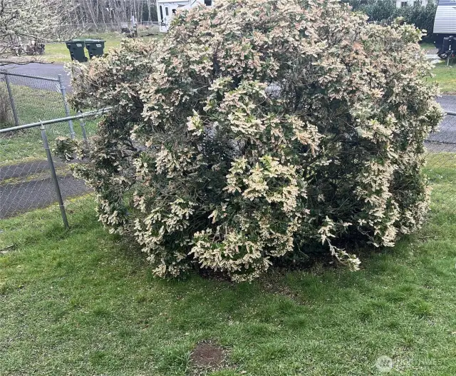 Fenced in front yard and mature shrubbery.
