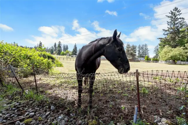 Neighbors horse at fence waiting for apples