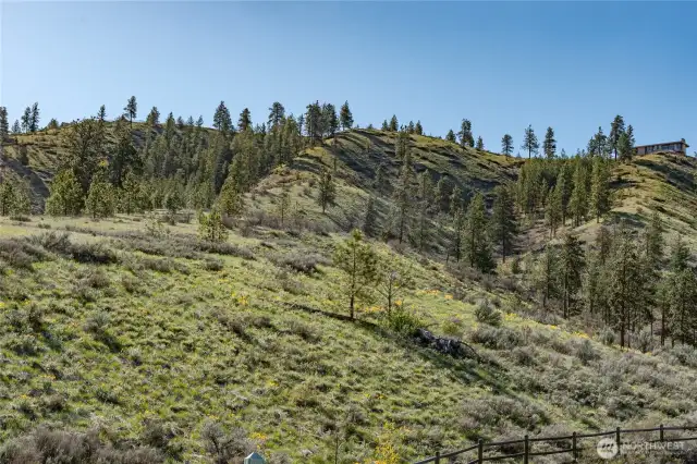 Over 20 acres showcasing a beautiful harmony of level land and pine woodlands.