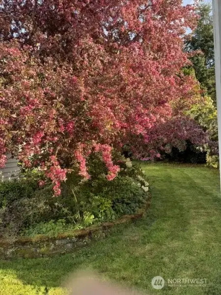 Mature landscaping blooms beautifully in the spring!
