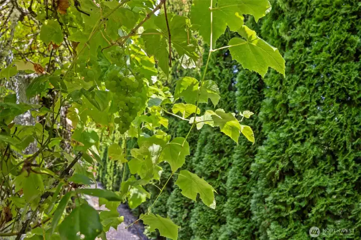 Mature grapevines
