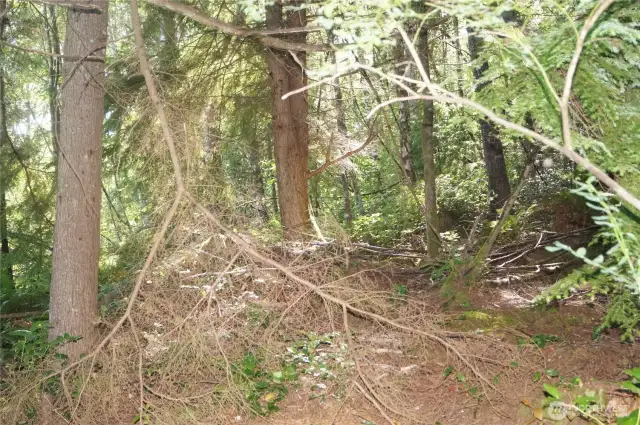 Typical Timber