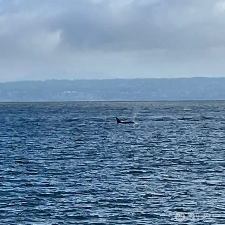 If your are lucky and watching at the exact moment, you can catch the marine life going by, but they move really fast.