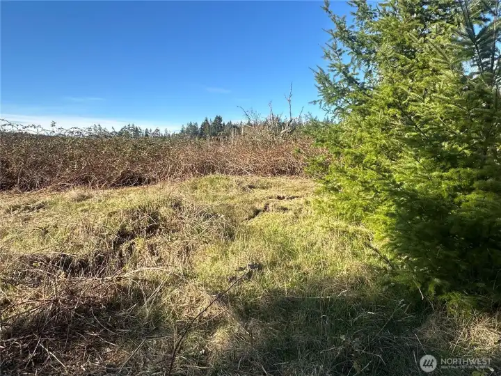 Amazing opportunity for someone to put down roots, enjoy the land, tranquility and wildlife in beautiful Port Ludlow!