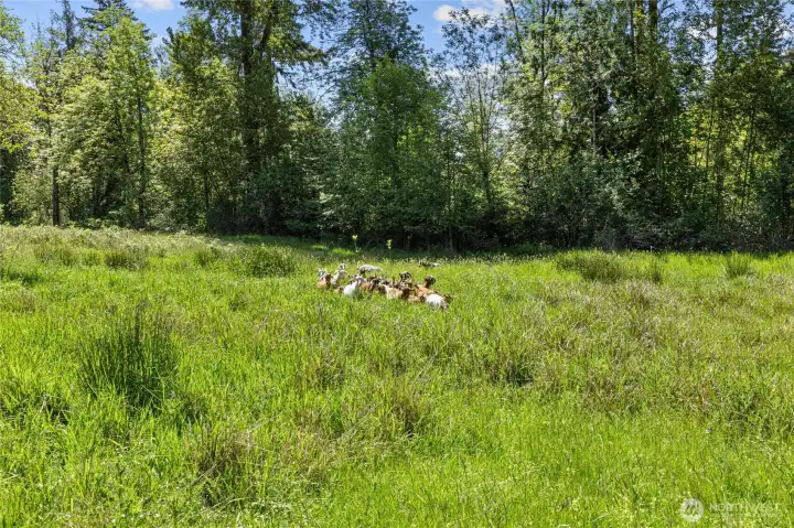Property is home to over 30+ Goats and they love it here!  Bring your animals home too!