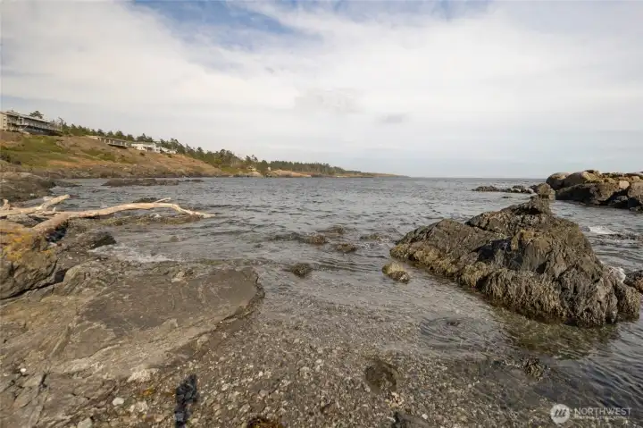 Explore tidepools ... with the oystercatchers and gulls...