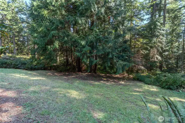 Pretty back yard is basically nature's plants, with native, fragrant cedar trees, salal, ferns, rhododendrons and huckleberries.  So pretty!
