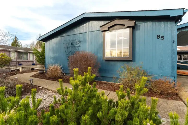 Evergreen shrubs and perennials in front yard.