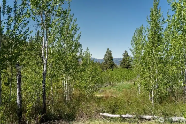 Aspen trees