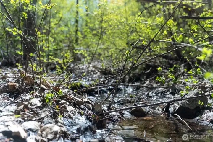 Texas Creek on property