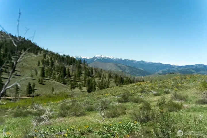 Beautiful view from wildflower meadow