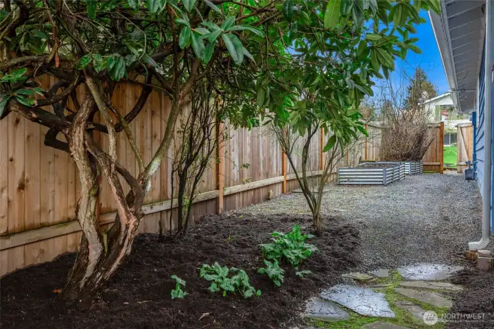 Raspberries and figs in the planters.