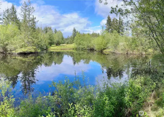 The pond adjacent to Lot 7!