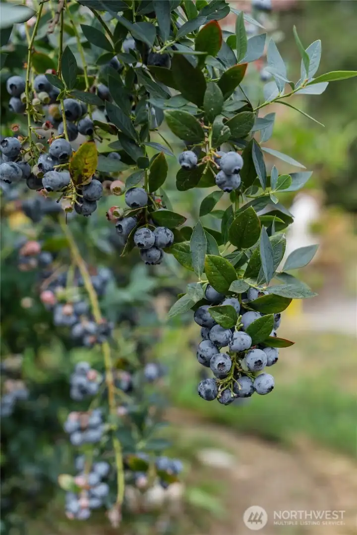 Did we mention the Blueberries! Yum!