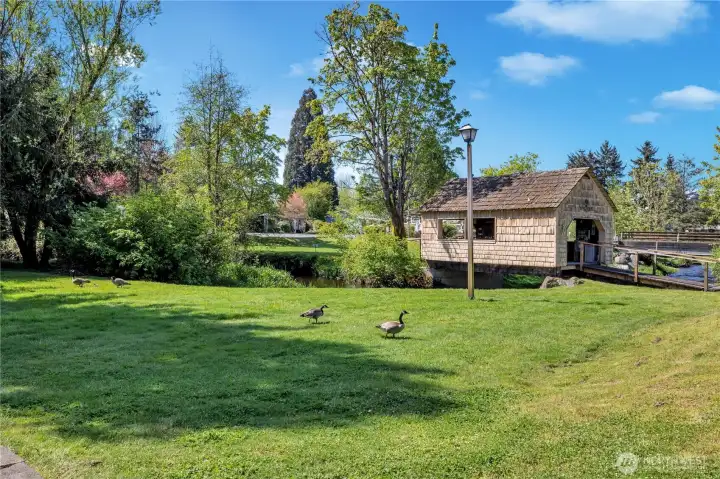 Canada geese enjoy the living in the park.