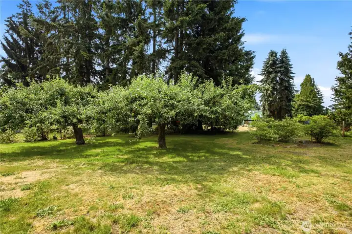 Fruit trees and blueberry bushes
