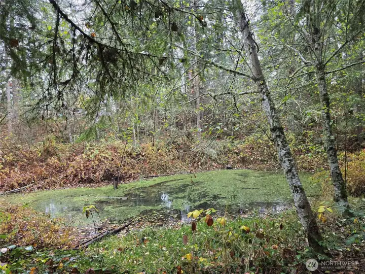 Year around pond, see the ducks?