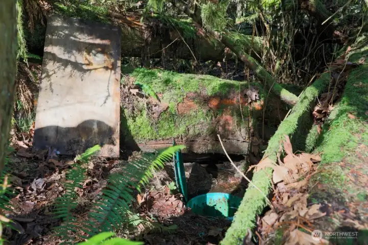 Here's where it all starts.... the spring fed stream, coming right out of the ground, flowing down to the cistern.