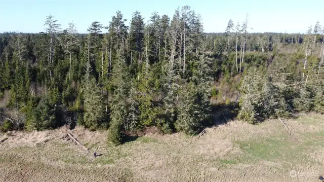 Ariel shot of the parcel looking west.  This entire photo is not the property  width, but the south property line is approximate to that log you see laying on south side of photo. Enlarge this to see drone photographer near log.