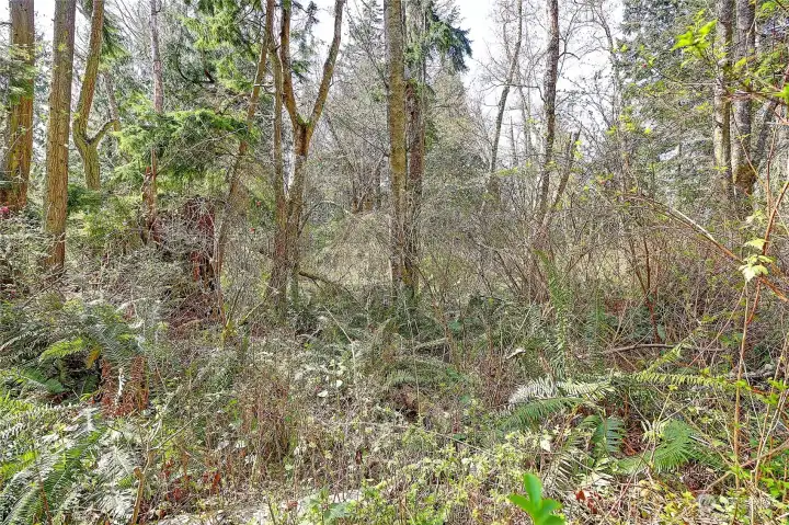 Street View on Amber Lane