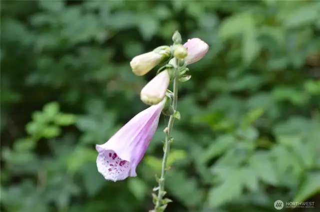 Wild flowers share their magic.