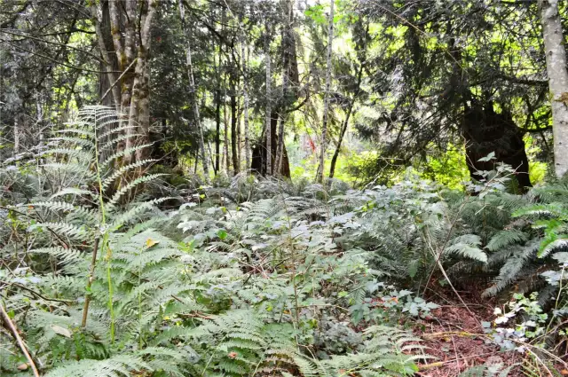 Stunning ferns along the trail.