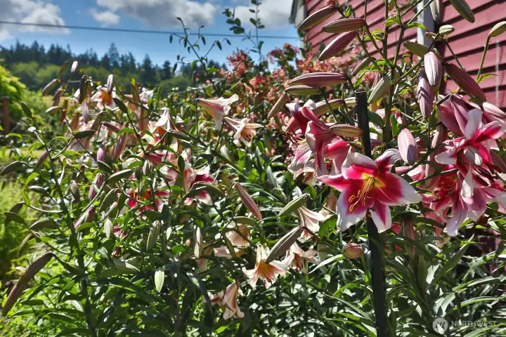 Some of the many blooming beauties that live here!