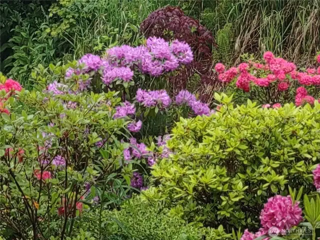 Rhododendrons and azaleas in bloom