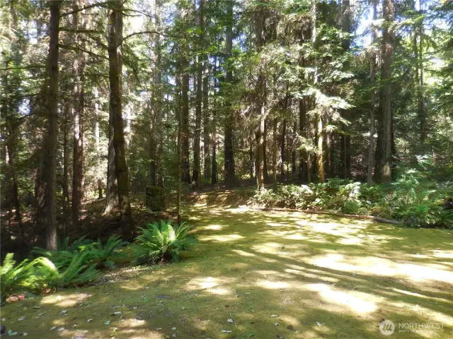 Beautiful Lush forest is all YOURS!!