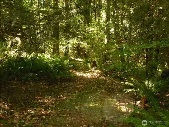 Trails thru this Super Cool Lush 7.4 acres with Asphalted Roads on both sides...