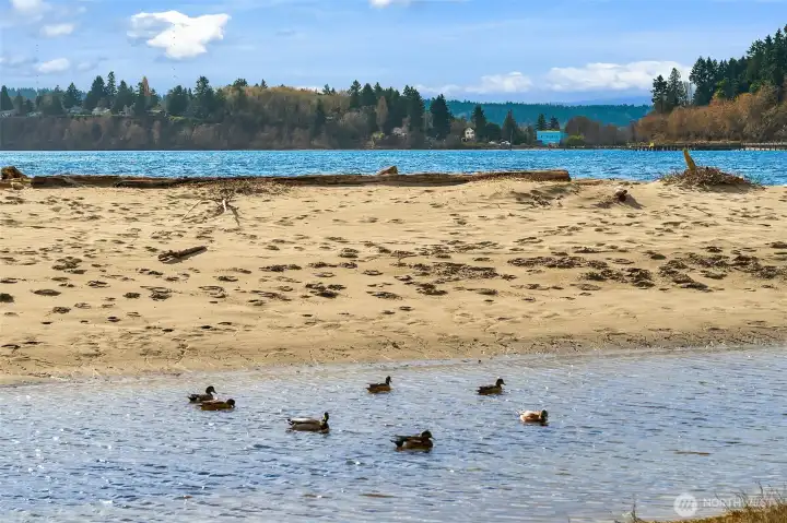 Tramp Harbor and the Point Heyer salt marsh are stops for numerous migrating birds as well as home to many natives.