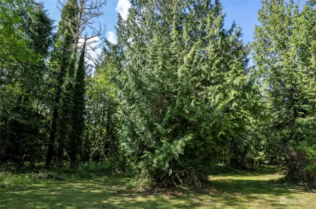 Large Cedar located at the roundabout between 4 properties