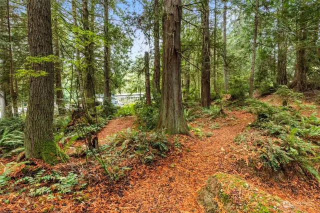 Established networks of walking, biking and UTV trails wind gently through the trees.