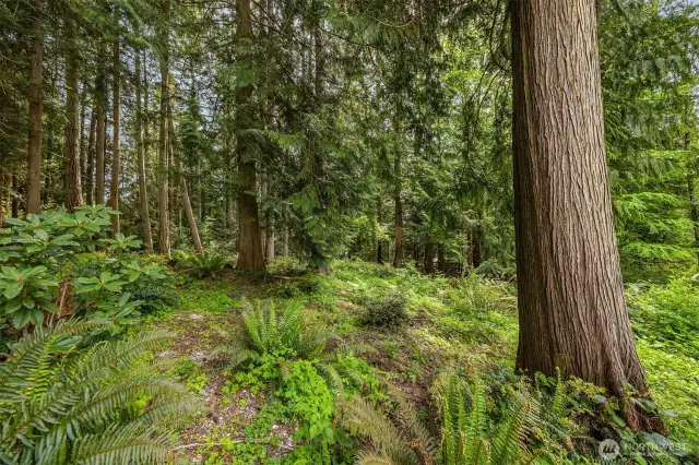 Beyond the back fence, you’ll find this peaceful patch of your very own forest! The current owners lovingly tended to this area to remove invasive species and allow the natives to thrive. Simply admire its beauty and appreciate the privacy buffer, or enjoy it as a playspace. With no HOA on Mabrey Lane, the choice is entirely yours!