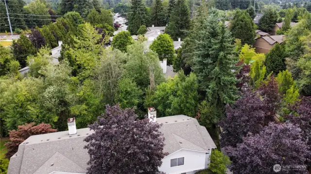 Townhouse is surrounded by lush greenery. Location is so perfect on the grounds of Park North.
