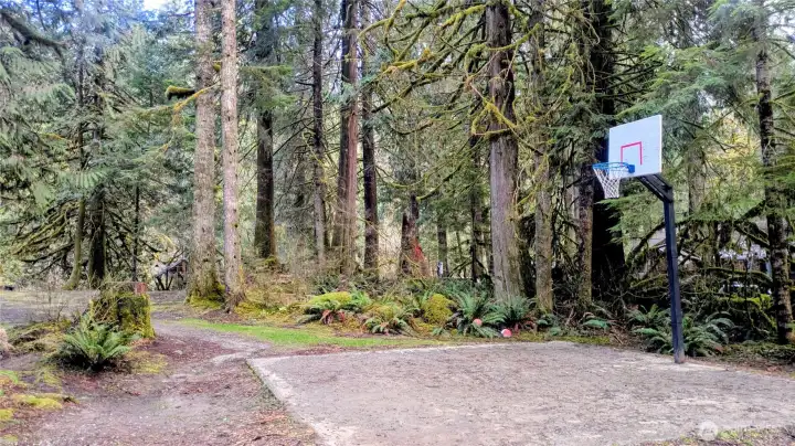 1/2 Court Basketball