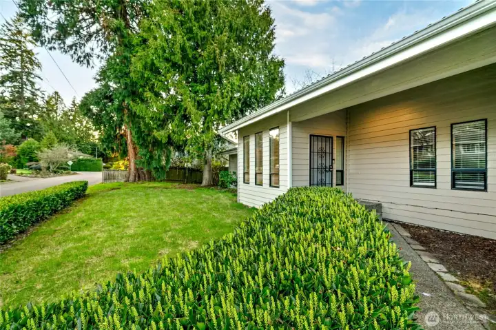 Mature front yard.