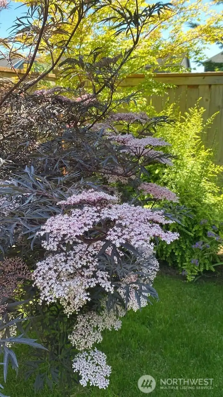 Preview of spring in this amazing garden!