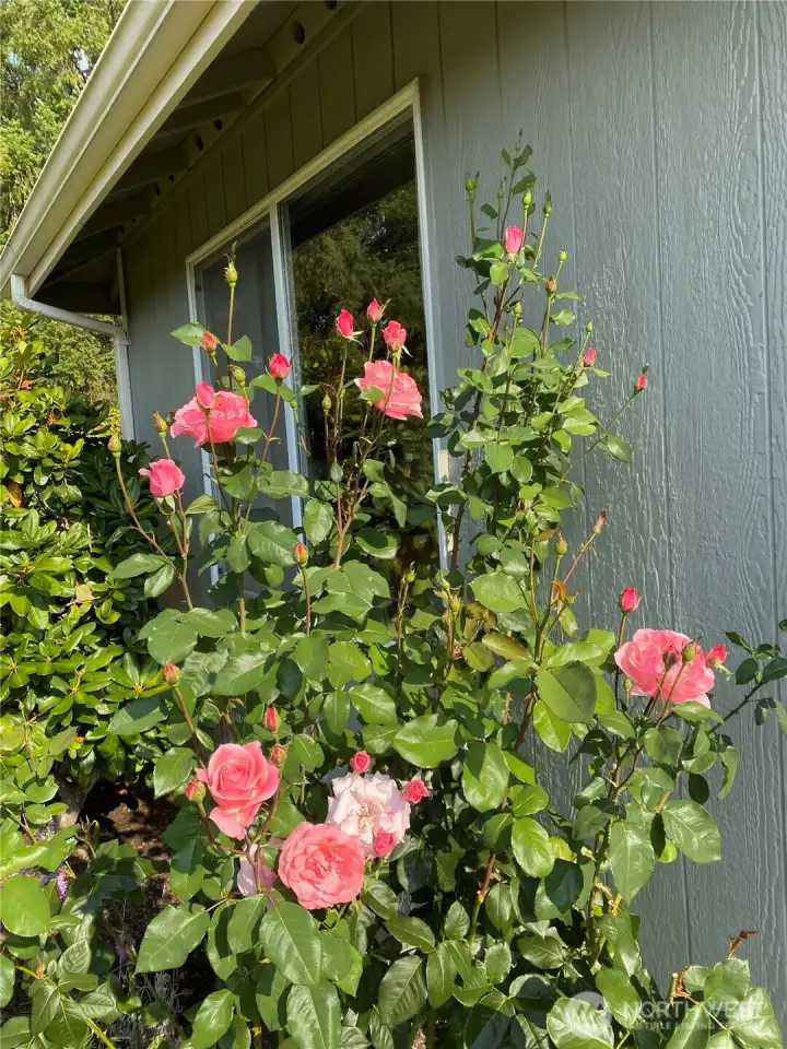 Roses, do you love roses?  Beauties abound!