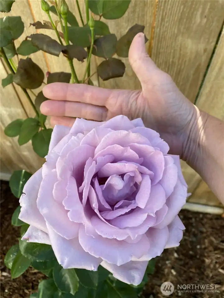 Don't know if this is a blue ribbon winner, but my goodness, it's a beauty!