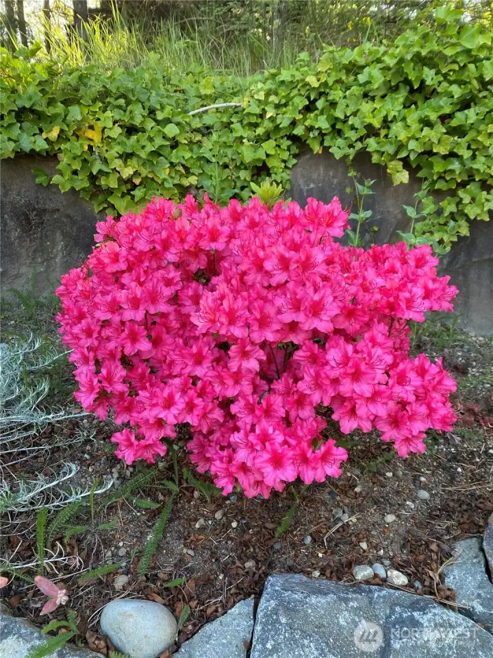 Just wait, surprises await you in this terrific yard!