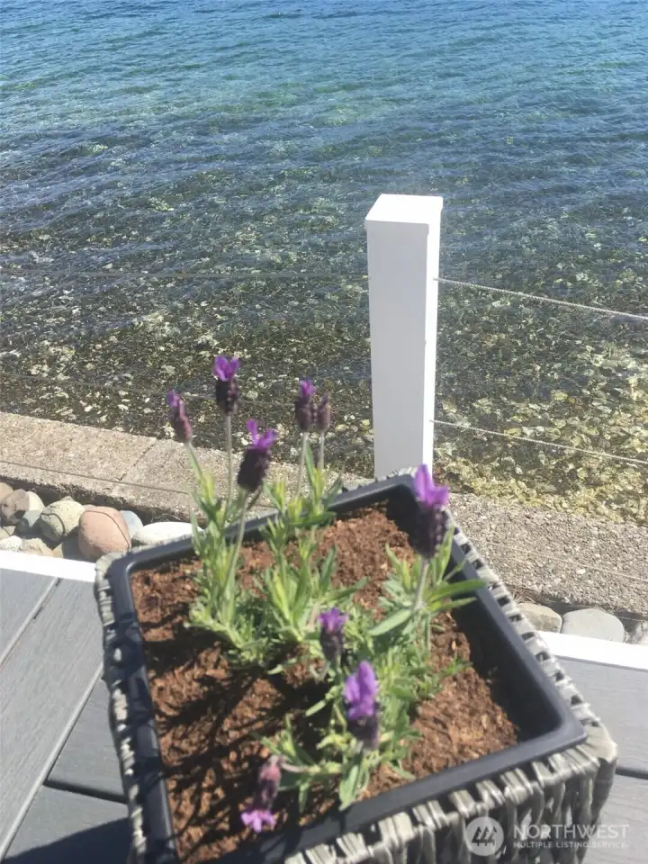 Fresh oysters for dinner anyone?