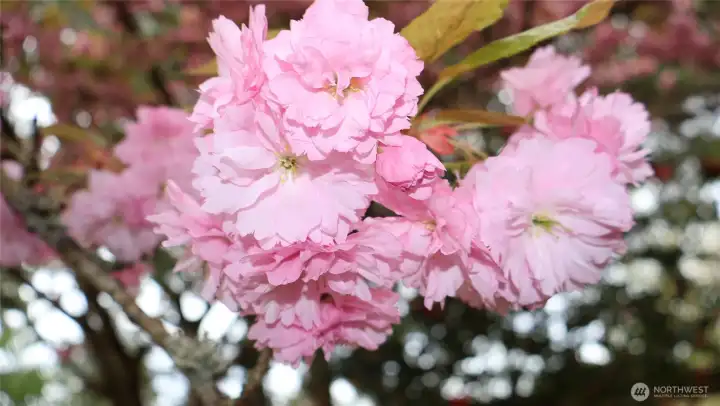 Flowering trees cascade in the front yard.