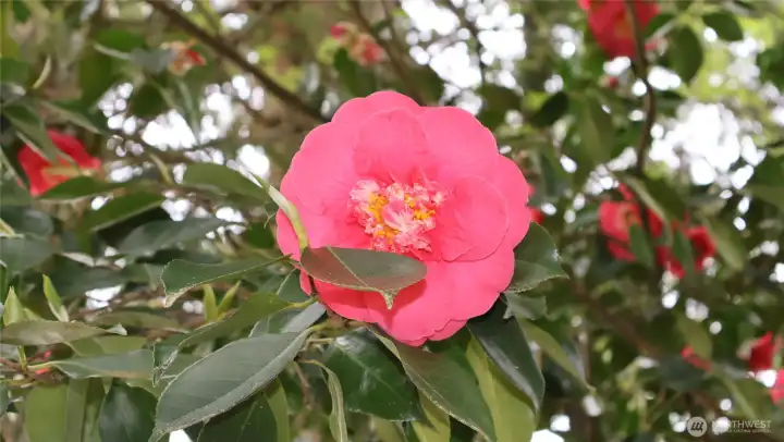 Large Camillia plays peak-a-boo in the front yard