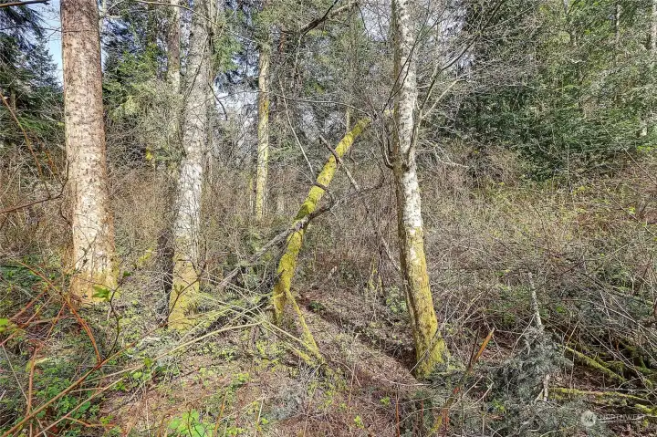 Street View off side road from Amber Lane (no name)