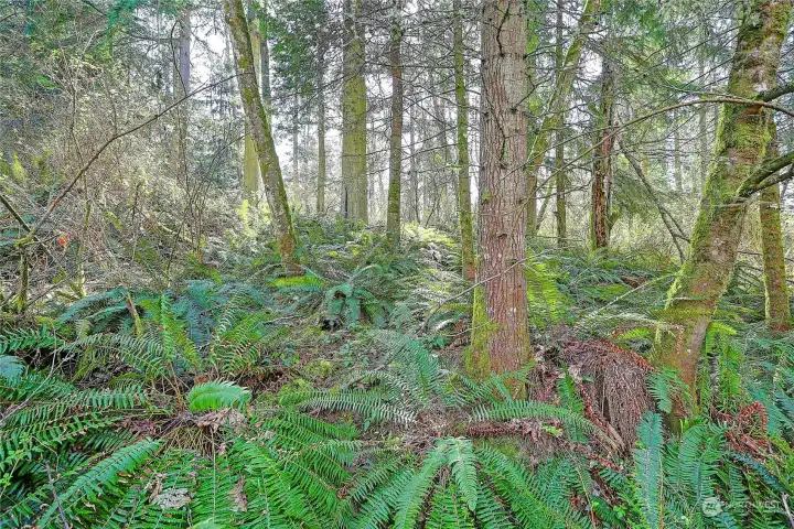 Street View off side road from Amber Lane (no name)