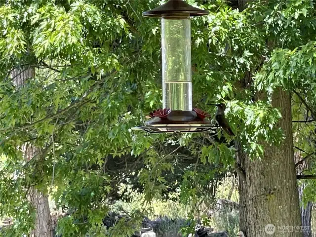 Humming are birds arriving!